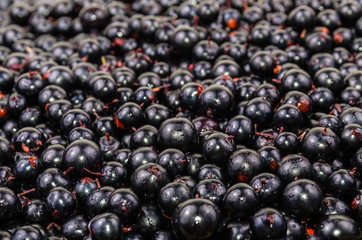 The background of the black currant