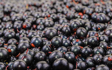 The background of the black currant