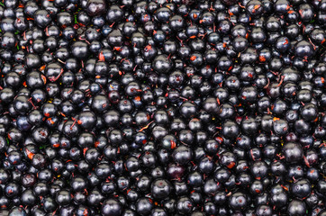 The background of the black currant