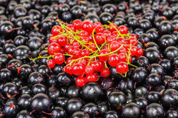 Background of the berries black and red currants