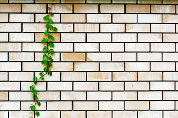 plant on the wall