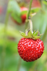 La fraise des bois à croquer !