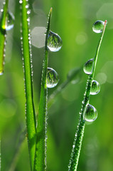 Fresh grass with dew drops close up