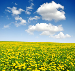Obraz premium dandelions in the meadow with blue sky