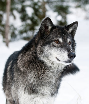 Fototapeta Wolf