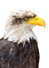 Bald Eagle - Haliaeetus leucocephalus