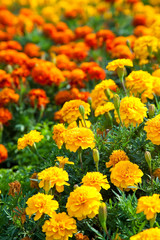 Lawn in a garden with blooming Marigolds (tagetes)