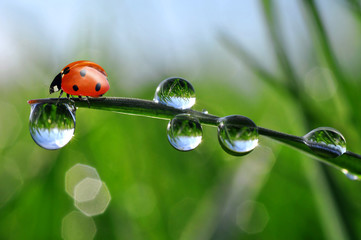 Fresh morning dew and ladybug
