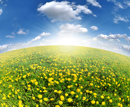 dandelions in the meadow with blue sky