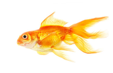 Fototapeta premium Gold fish (golden carp). Isolation on the white