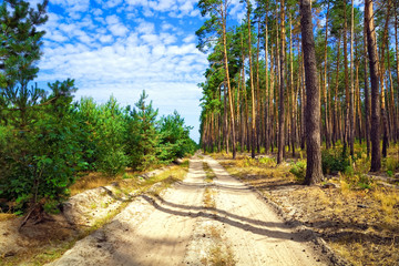 Fototapeta premium The dirt road through pine forest