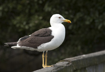 Lesser Black-backed gull