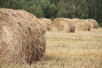 Haystacks in the field