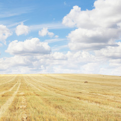 Obraz premium Wheat field after harvesting
