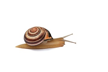 Garten-Bänderschnecke, Niedersachsen, Deutschland, Europa, freigestellt, Freisteller