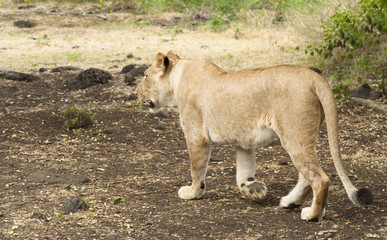 Lioness walking along road