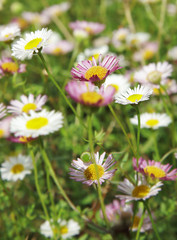 gänseblümchen © Friedberg