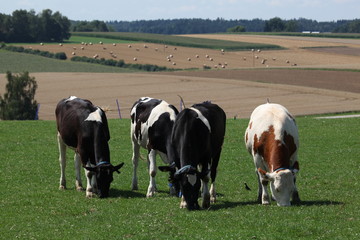 kühe auf der wiese