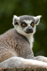 Lemur at closeup in zoo
