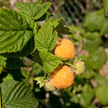 Gelbe Himbeeren - Rubus idaeus