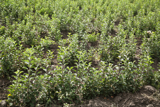Field of growing apple saplings with selective focus