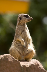 Watchful meerkat standing in alert