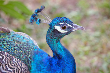 Obraz premium Peafowl.