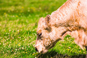 Fototapeta premium Rind beim Fressen