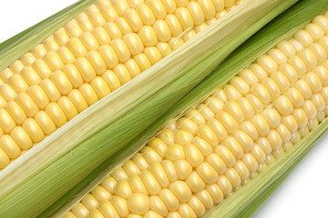 Ripe corn cobs isolated ob white closeup diagonal view