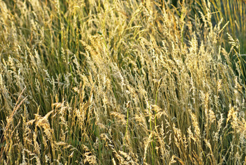 Dry steppe grass