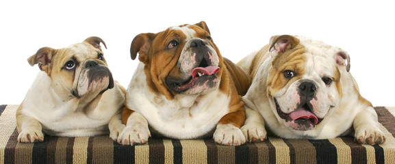 three bulldogs