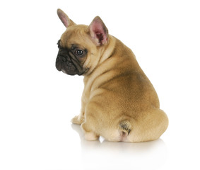 Fototapeta premium cute puppy