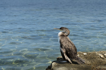 cormorano sullo scoglio