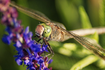 Dragonfly closeup. Clary Sage (Salvia sclarea)