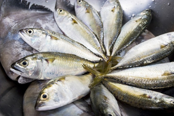 A group of mackerel, Bangkok Thailand