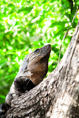 Mexican Iguana