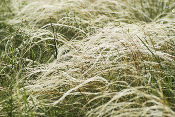 Feather grass in wind. Dry steppe grass