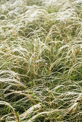 Feather grass in wind. Dry steppe grass