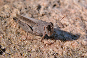 flip!! la piccola cavalletta