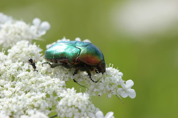 Rosenkäfer auf Wilder Möhre