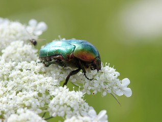 Rosenkäfer auf Wilder Möhre