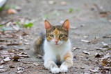 ginger cat lying on the ground