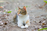 ginger cat lying on the ground