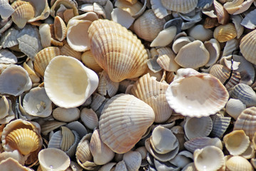 Shells on the Sea of ​​Azov. Coast. Beach