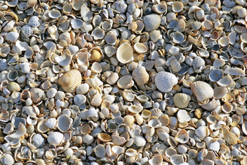 Shells on the Sea of ​​Azov. Coast. Beach