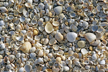 Shells on the Sea of ​​Azov