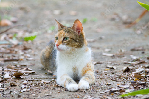 ginger cat lying on the ground