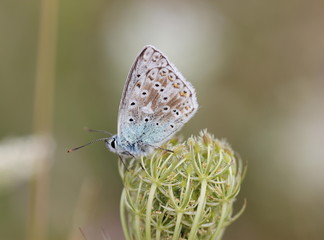 Silbergrüner Bläuling (Polyommatus coridon) auf Wilder Möhre