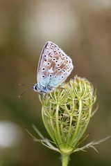 Silbergrüner Bläuling (Polyommatus coridon) auf Wilder Möhre