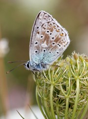 Silbergrüner Bläuling (Polyommatus coridon) auf Wilder Möhre